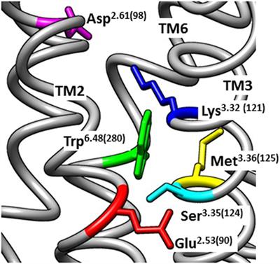 Gonadotropin-Releasing Hormone (GnRH) Receptor Structure and GnRH Binding